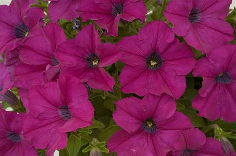 Photos von Blumenvarianten benutzt als: Topf, Terrasse, Ampel. Petunia Purple Ray