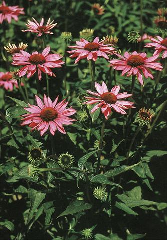 Photos von Blumenvarianten benutzt als: Beet- / Rabattenpflanze Echinacea purpurea Ruby Star