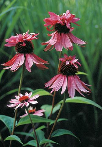 Photos von Blumenvarianten benutzt als: Beet- / Rabattenpflanze Echinacea purpurea Doubledecker