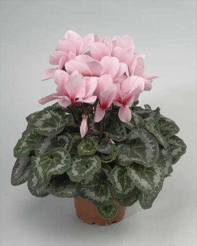 Photos von Blumenvarianten benutzt als: Topf und Beet Cyclamen persicum Rainier Light Pink with Eye