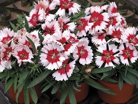 Photos von Blumenvarianten benutzt als: Topf und Beet Dianthus chinensis Super Parfait Red Peppermint