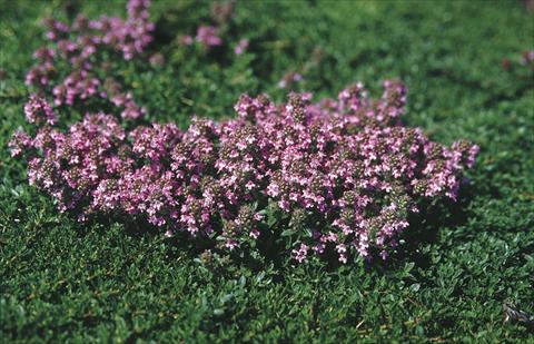 Photos von Blumenvarianten benutzt als: Beet- / Rabattenpflanze Thymus serpyllum Magic Carpet