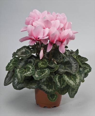 Photos von Blumenvarianten benutzt als: Topf und Beet Cyclamen persicum Rainier Light Pink Eye