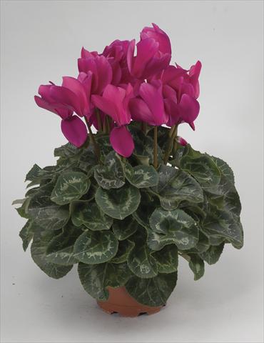 Photos von Blumenvarianten benutzt als: Topf und Beet Cyclamen persicum Rainier Purple
