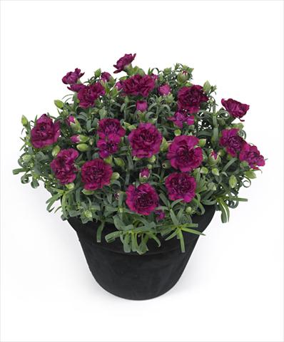 Photos von Blumenvarianten benutzt als: Topf Dianthus Tess