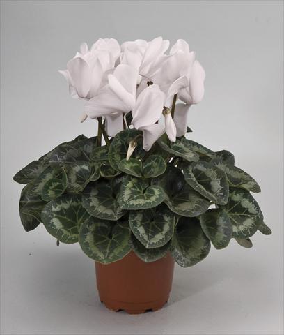 Photos von Blumenvarianten benutzt als: Topf und Beet Cyclamen persicum Rainier White