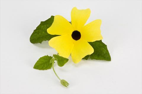 Photos von Blumenvarianten benutzt als: Ampel/Topf Thumbergia alata Gelb