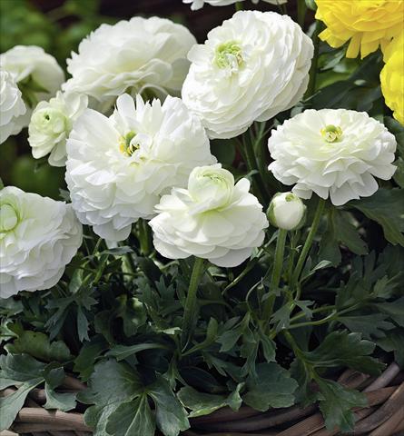 Photos von Blumenvarianten benutzt als: Topf Ranunculus asiaticus Magic White