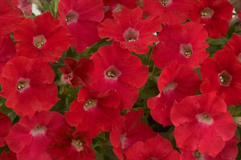 Photos von Blumenvarianten benutzt als: Topf, Terrasse, Ampel. Petunia Red Ray