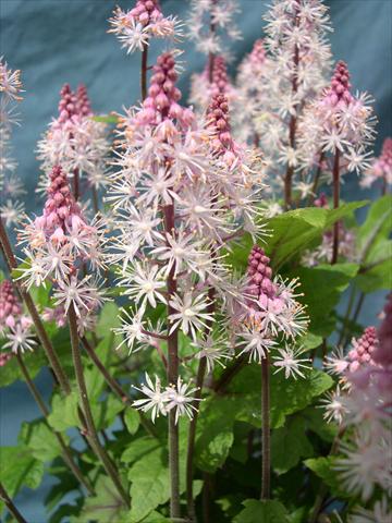 Photos von Blumenvarianten benutzt als: Topf, Beet, Terrasse Tiarella polyphylla Tiarella Snowblanket