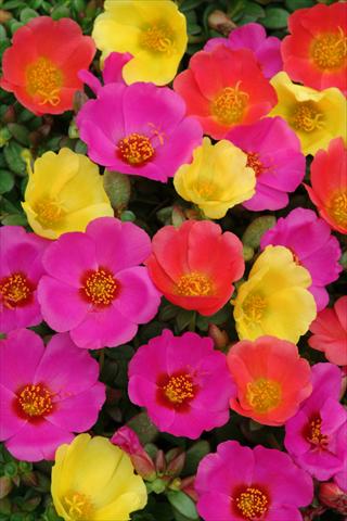Photos von Blumenvarianten benutzt als: Topf und Beet Portulaca Toucan Hot Mix