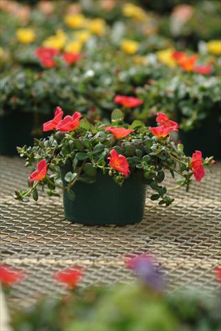 Photos von Blumenvarianten benutzt als: Topf und Beet Portulaca Toucan Scarlet Shades