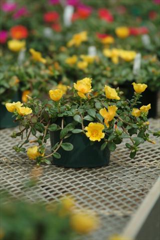 Photos von Blumenvarianten benutzt als: Topf und Beet Portulaca Toucan Yellow