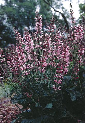 Photos von Blumenvarianten benutzt als: Beet- / Rabattenpflanze Salvia pratensis Ballett-Serie Rose Rhapsody