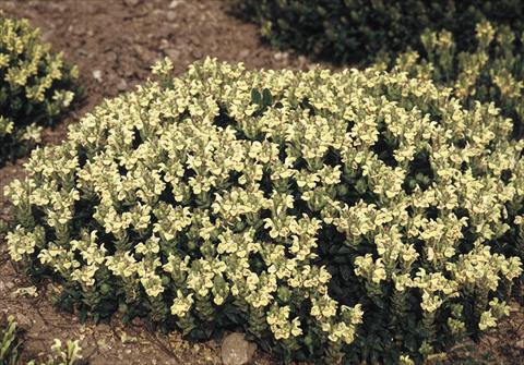 Photos von Blumenvarianten benutzt als: Beet- / Rabattenpflanze Scutellaria alpina Moonbeam