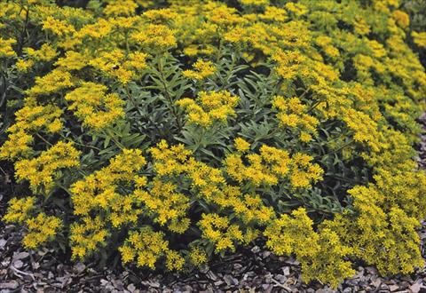 Photos von Blumenvarianten benutzt als: Beet- / Rabattenpflanze Sedum selskianum Goldilocks