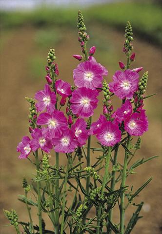 Photos von Blumenvarianten benutzt als: Beet- / Rabattenpflanze Sidalcea malviflora Purpetta