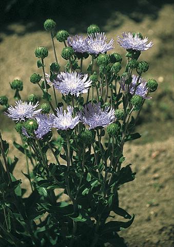 Photos von Blumenvarianten benutzt als: Beet- / Rabattenpflanze Stokesia laevis Omega Skyrocket