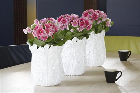 Photos von Blumenvarianten benutzt als: Topf Primula obconica Twilly Serie Touch Me® Red-White F1