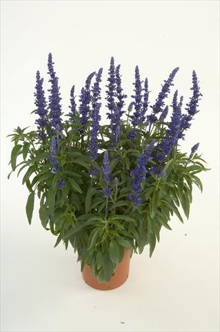 Photos von Blumenvarianten benutzt als: Topf, Beet, Terrasse Salvia farinacea Sallyfun Blue