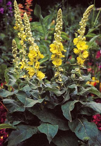 Photos von Blumenvarianten benutzt als: Beet- / Rabattenpflanze Verbascum hybridum Wega