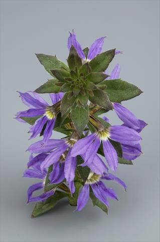 Photos von Blumenvarianten benutzt als: Topf, Beet, Terrasse, Ampel Scaevola aemula Surdiva Blue