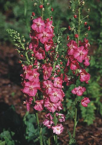 Photos von Blumenvarianten benutzt als: Beet- / Rabattenpflanze Verbascum phoeniceum Rosetta