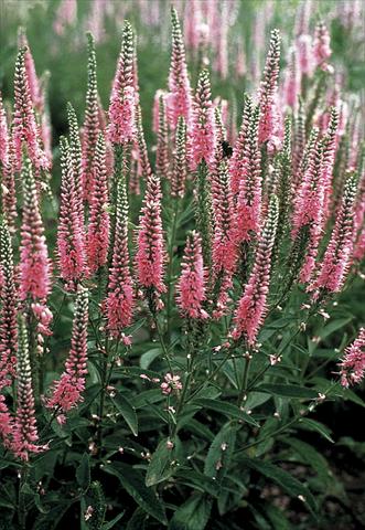 Photos von Blumenvarianten benutzt als: Beet- / Rabattenpflanze Veronica longifolia Pink Shades
