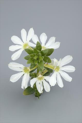 Photos von Blumenvarianten benutzt als: Topf, Beet, Terrasse, Ampel Scaevola aemula Surdiva White
