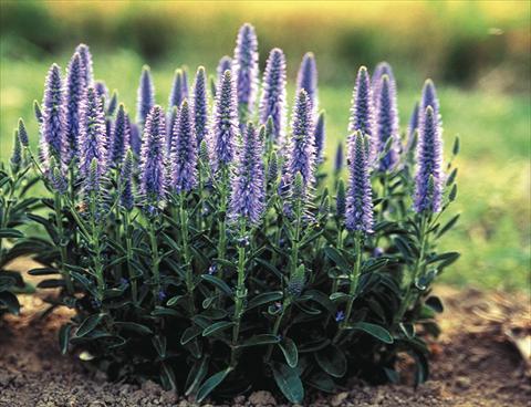 Photos von Blumenvarianten benutzt als: Beet- / Rabattenpflanze Veronica spicata Nana Blauteppich (Blue Carpet)