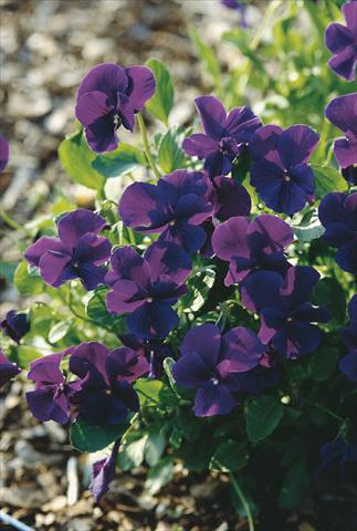 Photos von Blumenvarianten benutzt als: Beet- / Rabattenpflanze Viola cornuta Ulla