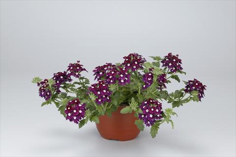 Photos von Blumenvarianten benutzt als: Terrasse, Ampel Verbena hybrida Temari® Burgundy Eye
