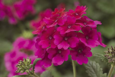 Photos von Blumenvarianten benutzt als: Topf, Beet, Terrasse, Ampel Verbena Lanai® Raspberry