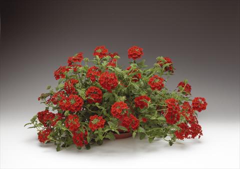 Photos von Blumenvarianten benutzt als: Topf, Beet, Terrasse, Ampel Verbena Lanai® Early Scarlet
