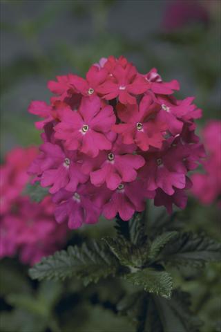 Photos von Blumenvarianten benutzt als: Topf, Beet, Terrasse, Ampel Verbena Lanai® Hot Pink