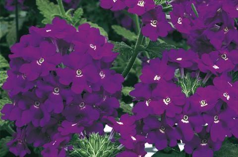 Photos von Blumenvarianten benutzt als: Topf, Beet, Terrasse, Ampel Verbena Lanai® Blue
