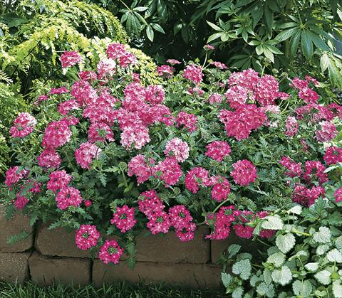 Photos von Blumenvarianten benutzt als: Topf, Beet, Terrasse, Ampel Verbena Lanai® Bright Pink