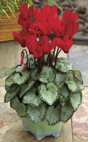 Photos von Blumenvarianten benutzt als: Topf und Beet Cyclamen persicum SilverHeart Scarlet