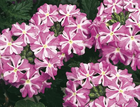 Photos von Blumenvarianten benutzt als: Topf, Beet, Terrasse, Ampel Verbena Lanai® Lavender Sta
