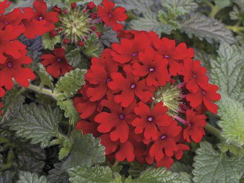 Photos von Blumenvarianten benutzt als: Topf, Beet, Terrasse, Ampel Verbena Lanai® Red