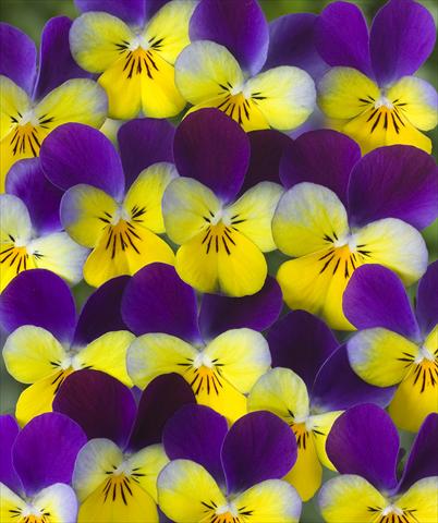 Photos von Blumenvarianten benutzt als: Topf, Beet, Terrasse Viola x williamsii F.1 Carpet Antique Purple Yellow F1