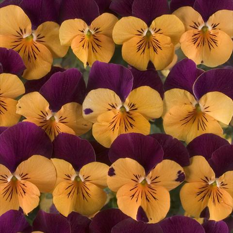 Photos von Blumenvarianten benutzt als: Topf, Beet, Terrasse Viola x williamsiana Floral Power Orange Red Wing F1