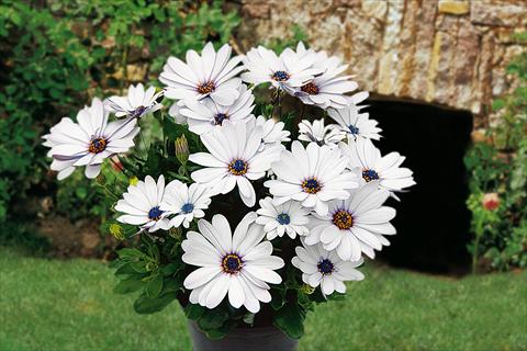Photos von Blumenvarianten benutzt als: Topf, Beet, Terrasse, Ampel Osteospermum Springstar White