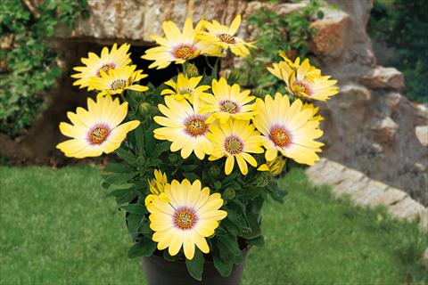 Photos von Blumenvarianten benutzt als: Topf, Beet, Terrasse, Ampel Osteospermum Springstar Yellow