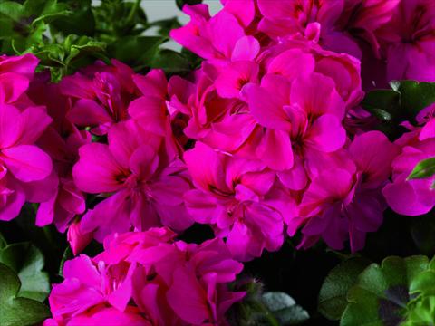 Photos von Blumenvarianten benutzt als: Terrasse, Topf Pelargonium zonale Starbright India