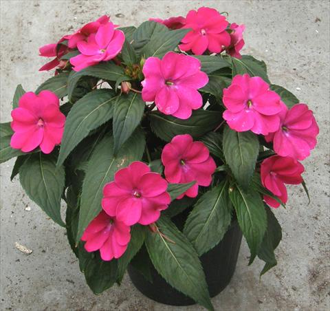 Photos von Blumenvarianten benutzt als: Topf und Beet Impatiens N. Guinea SunPatiens® Compact Magenta
