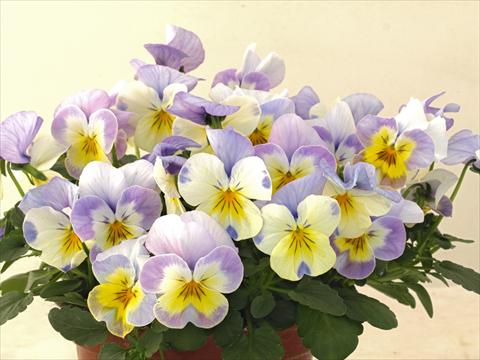 Photos von Blumenvarianten benutzt als: Topf und Beet Viola cornuta Caramel Innocence Angelo