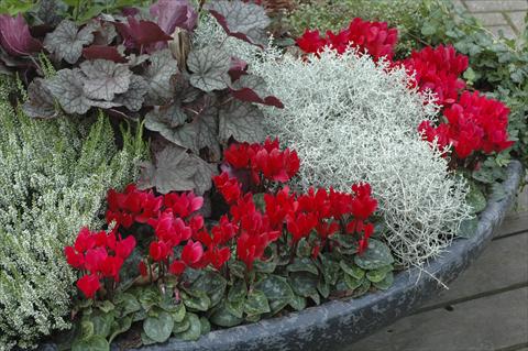Photos von Blumenvarianten benutzt als: Terrasse, Topf Cyclamen persicum Super Serie® Mini Winter™ F1 Red