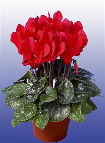 Photos von Blumenvarianten benutzt als: Topf Cyclamen persicum Super Serie® Mini Winter™ F1 Red
