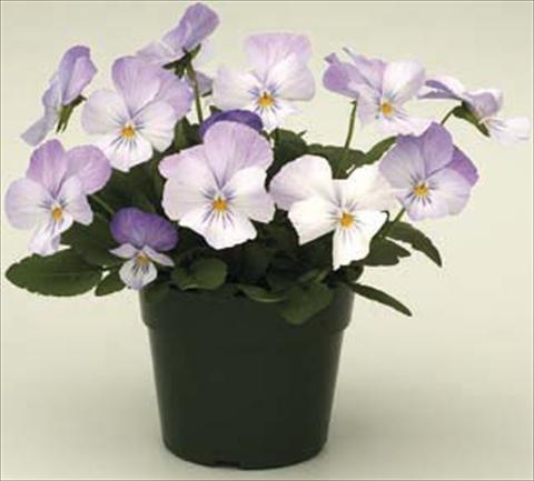 Photos von Blumenvarianten benutzt als: Topf und Beet Viola cornuta Velocity Baby Blue